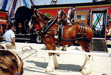 Clydesdale_At_Cedar_Point_060802.jpg (69014 bytes)