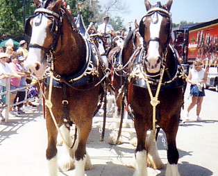 Clydesdale_faces_At_Cedar_Point_060802.jpg (42342 bytes)