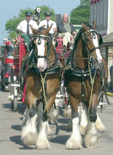 Clydesdale_parade_Dan_Miller.jpg (33660 bytes)