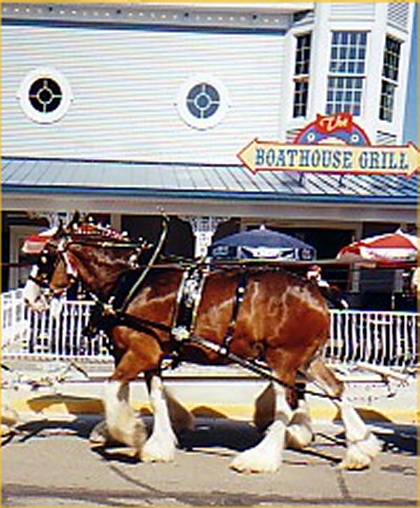 clydesdale_at_boathouse_grille.jpg (106021 bytes)