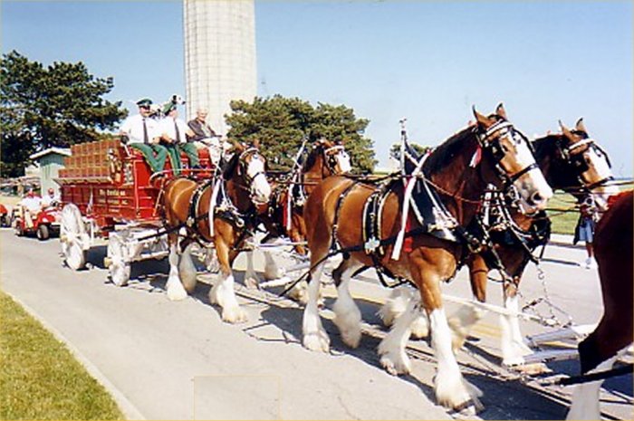 clydesdales_parade_closeup1.jpg (84702 bytes)