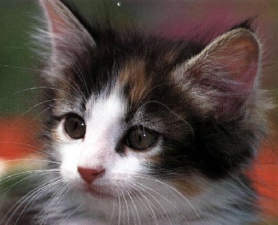 kitty3.jpg (31659 bytes)