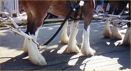 clydesdales_feathered_hoofs.jpg (38654 bytes)