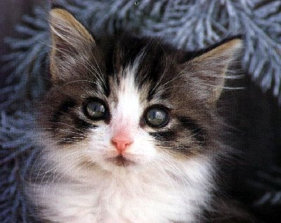 kitty1.jpg (32834 bytes)