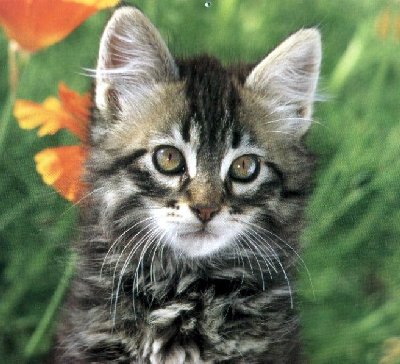 kitty4.jpg (42190 bytes)